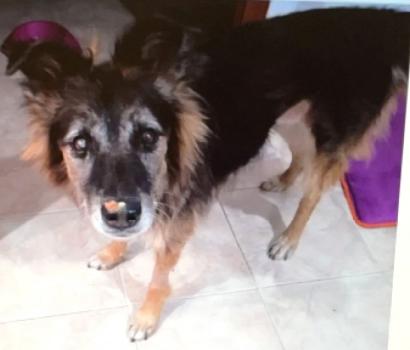 Offre cibo ad una cagnolina ma rimedia una denuncia